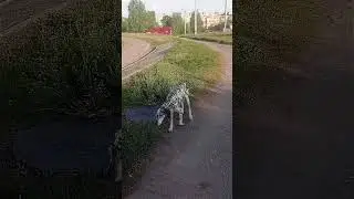 Алтын, Альгиз и Дюкка гуляли на Салтовке в Ха