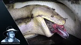 Python Eats Invasive Muscovy Duck 02