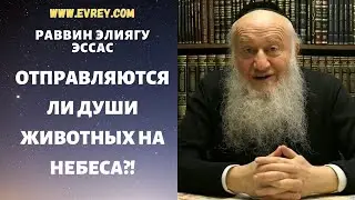 Отправляются ли души животных на Небеса?!