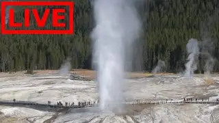 🌎 LIVE Yellowstone Park with Nature Sounds!