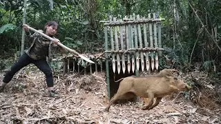 trap making skills, trapping wild boars in the wild, survival alone