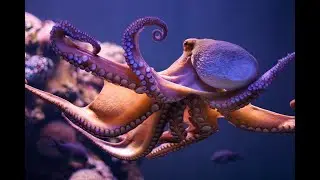 Интересные факты об осьминоге(Interesting facts about the octopus).
