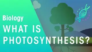 What Is Photosynthesis? | Biology | FuseSchool