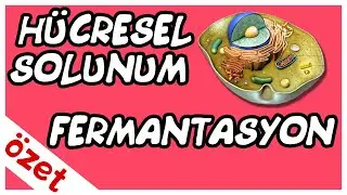 Oksijenli Solunum Oksijensiz Solunum ve Fermantasyon Özet / AYT Biyoloji
