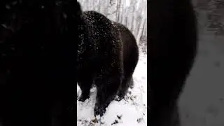 Напали два медведя на одного оператора.