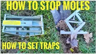 HOW TO STOP MOLES How To Set Mole Traps Scissor Trap