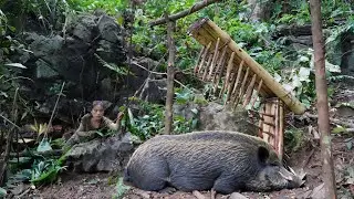 detecting wild boar traces, how to make primitive traps, wild boar traps, survival alone