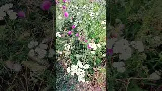 Richtung Plötzkau / Short