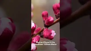 iPhone 15 Pro (Max) The Best Macro Lens (Sandmarc 100mm) #iphone15promax