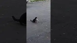 Кошки-мышки #shorts #cat #animals #tomandjerry