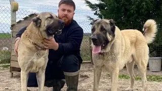 GIANT ANATOLIAN SHEPHERD DOGS WILL HAVE PUPPIES