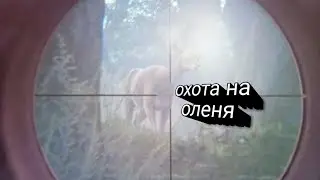 охота на благородного оленя в theHunter Call of the Wild