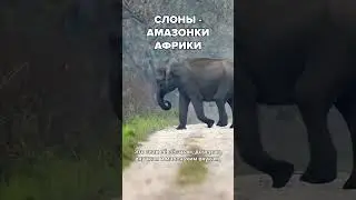 Слонихи - настоящие амазонки!  #живаяпланета #животные