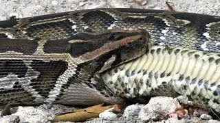 Python vs Python 07 - Python eats Python