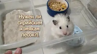 Нужен ли хомякам песок