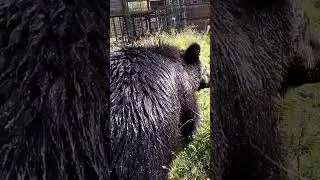 Буржуй хочет домой.