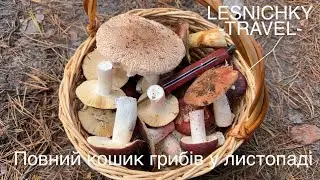 Повний кошик грибів у листопаді