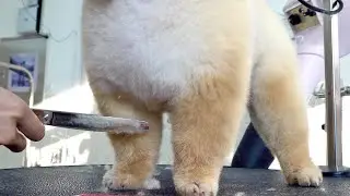 Process of Furry Puppy Becoming Teddy Bear. Korean Dog Beautician