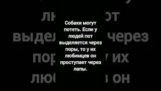 Факт про собак №82