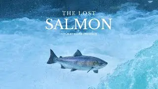 The Lost Salmon | Trailer | Available now