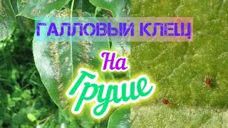 Галловый клещ.Как бороться?Чем обработать?