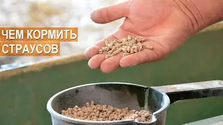 Чем кормить страусов? Ферма Страус Юг КФХ Быстрицких