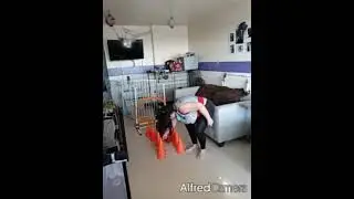 Beginner’s Dog Agility Training with Archie #shorts #dogtraining #dog