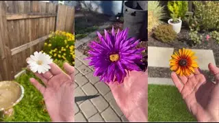 Glitch in the Matrix Datamosh Compilation