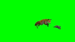 Top Free Rabbit and Fox Chase Rabbit Green Screen Animated Pack