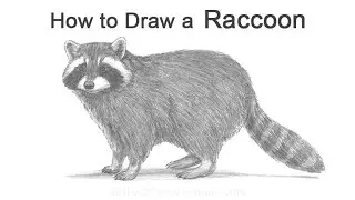 How to Draw a Raccoon