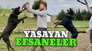 PİTBULL AİLESİ ASLANLARI HADES VE DİABLO!