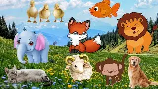 Familiar animals: pig, buffalo, chicken, cat, dog - Animal sounds