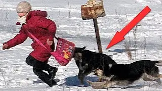 Стая бродячих собак окружила девочку. Нападение было совсем близко, но ВДРУГ появилась СОВА