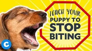 How to Stop Puppy Biting | Chewy