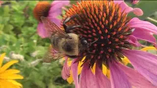 California bees can legally be fish