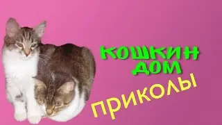 Кошкин дом Приколы с котами