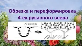 @Начинающим виноградарям  Обрезка и переформировка веера