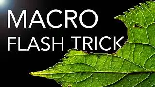 Macro Flash: An Easy Trick For Creative Results!