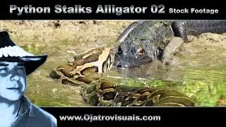 Python Stalks Alligator 02 Stock Footage