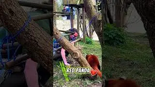 Adorable Red Panda Playing With Her Zoo Keeper ❤️ #shorts