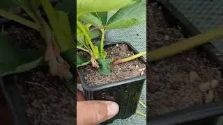 *Лючия*сорт клубники.тел.89038367533