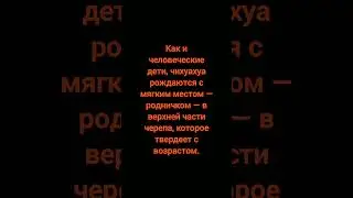 Факт про собак №91