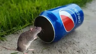 Best Mouse Trap Ever