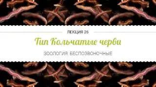 Тип Кольчатые черви