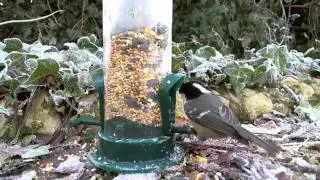 Garden Birds