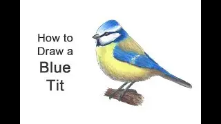 How to Draw a Blue Tit Bird