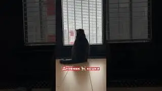 Дневники кошки. Побег 🐈 