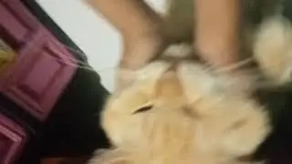 Cat Angry