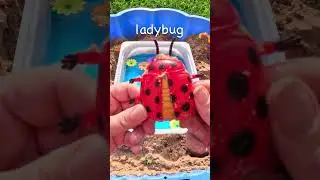 Learn Bug Insect Names | Washing Sandy Bug Toys: Ladybug Grasshopper Snail #bugs #animallearning