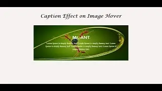 How to create Image Hover Caption Effect and also Responsive - SFC